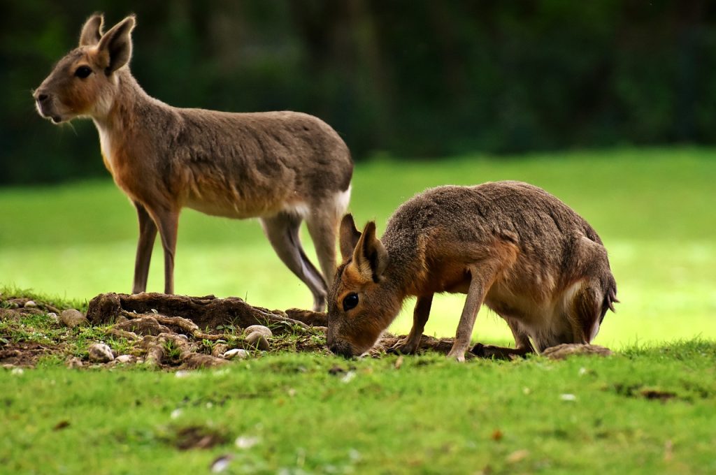 Is de Amsterdam Zoo geopend in december?